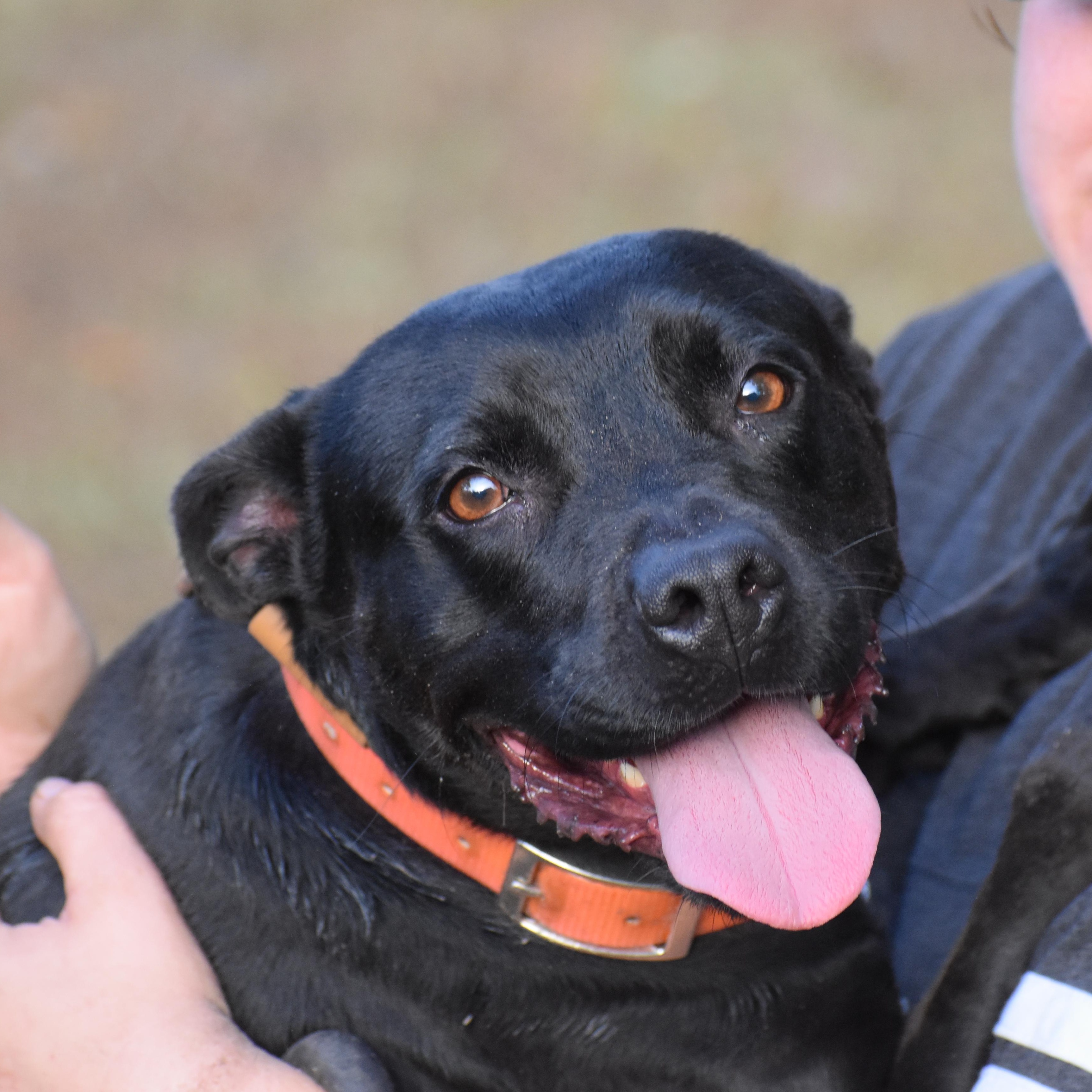 Natasha Cloud, a Adoptable Terrier in Brooklyn, NY image 3/6