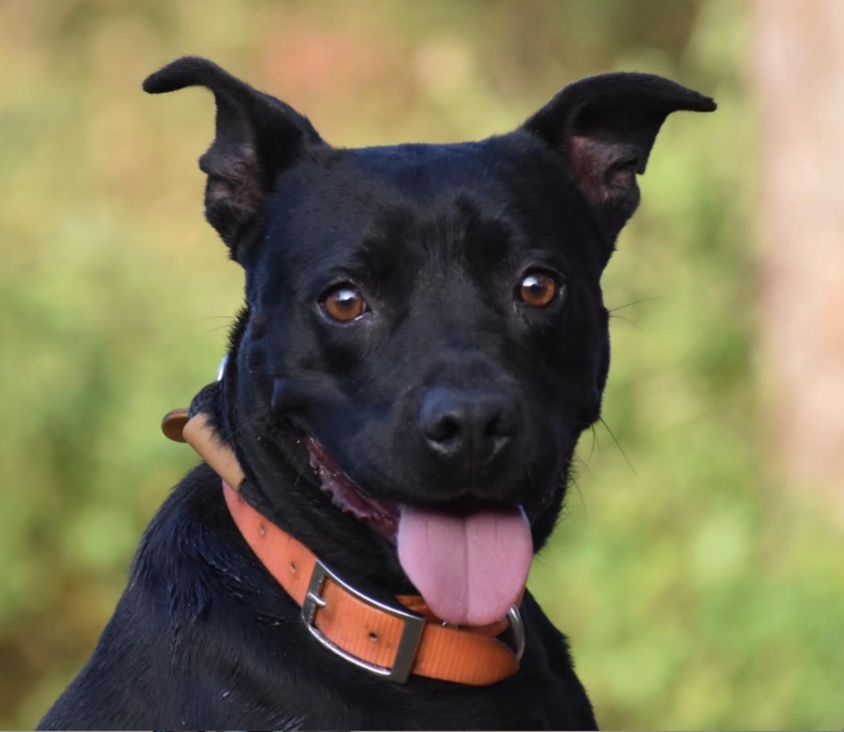 Natasha Cloud, a Adoptable Terrier in Brooklyn, NY image 2/6