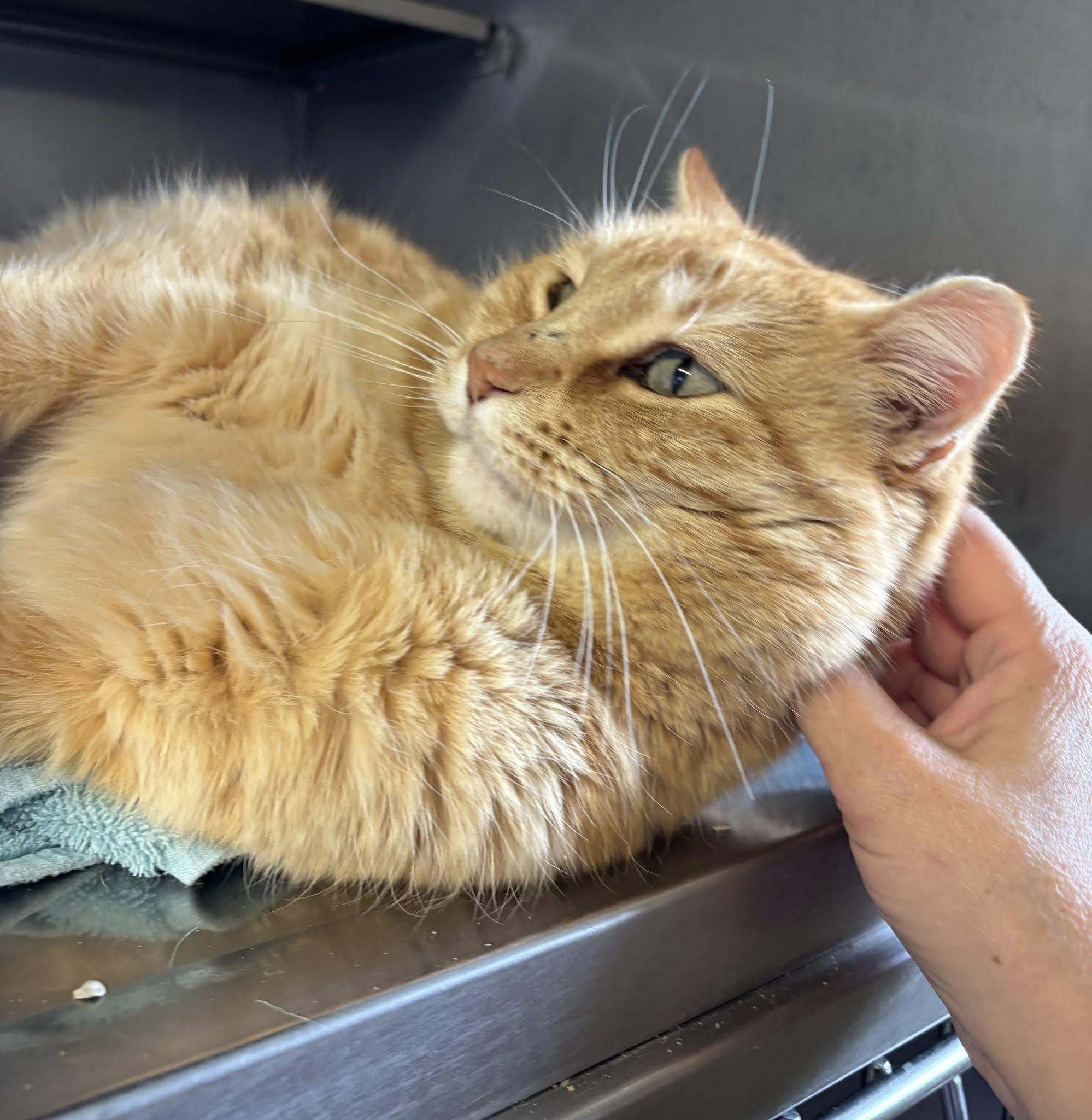 Carlos , a ADOPTABLE Domestic Short Hair in Montrose, CO image 5/5