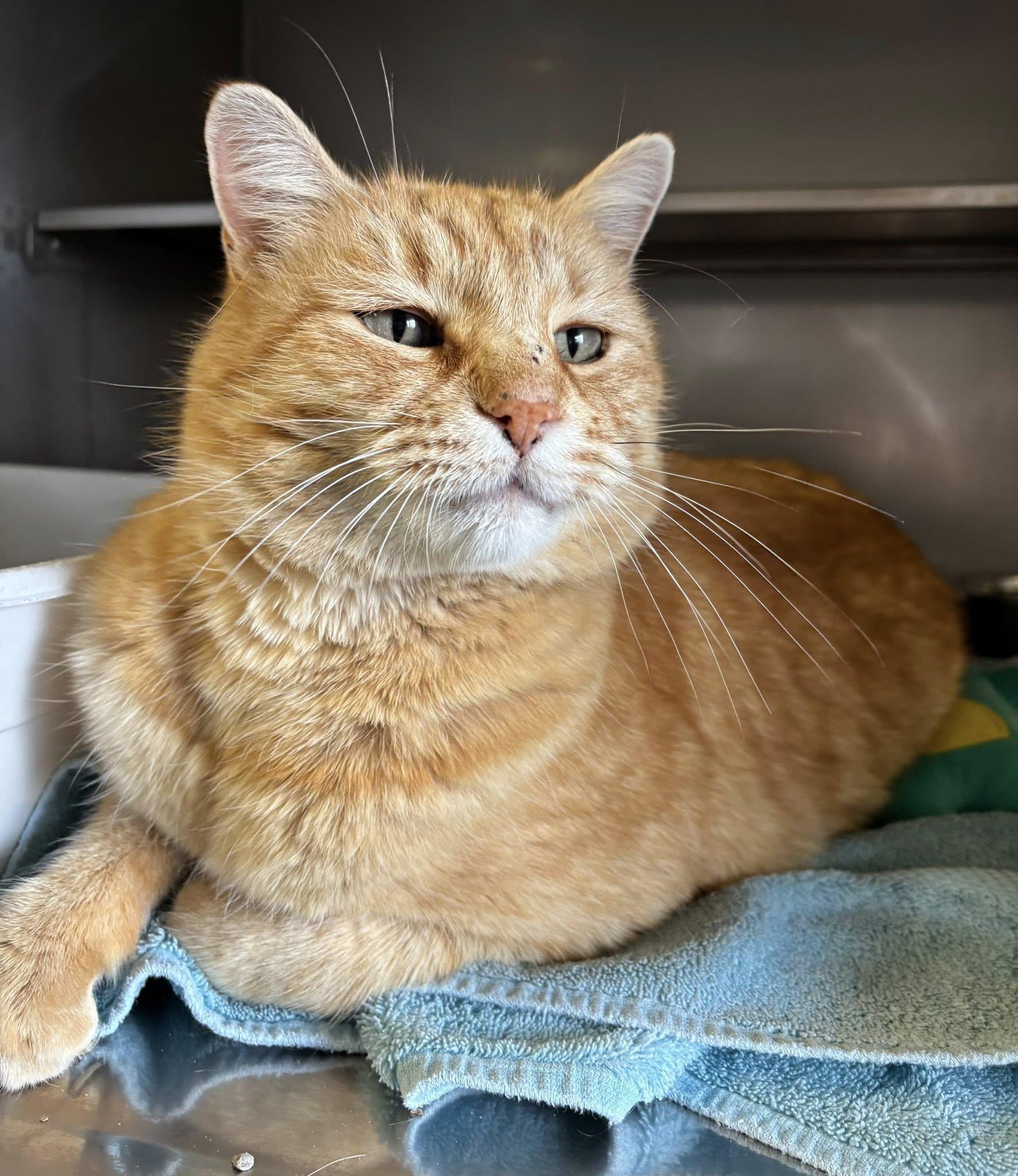 Carlos , a ADOPTABLE Domestic Short Hair in Montrose, CO image 4/5