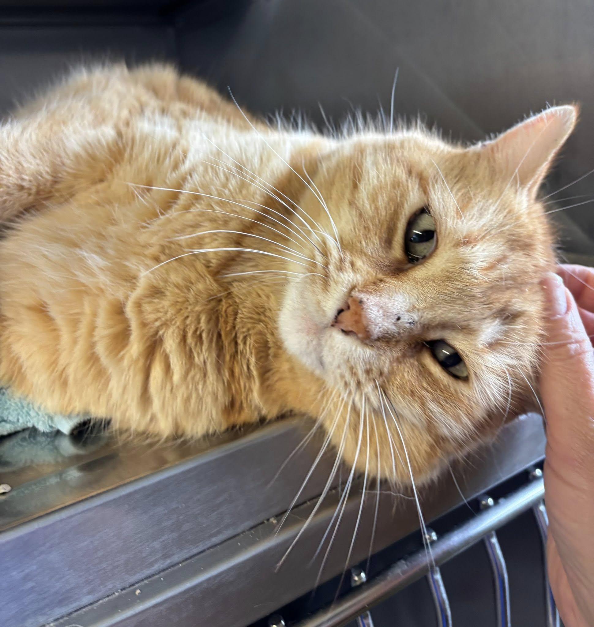 Carlos , a ADOPTABLE Domestic Short Hair in Montrose, CO image 2/5