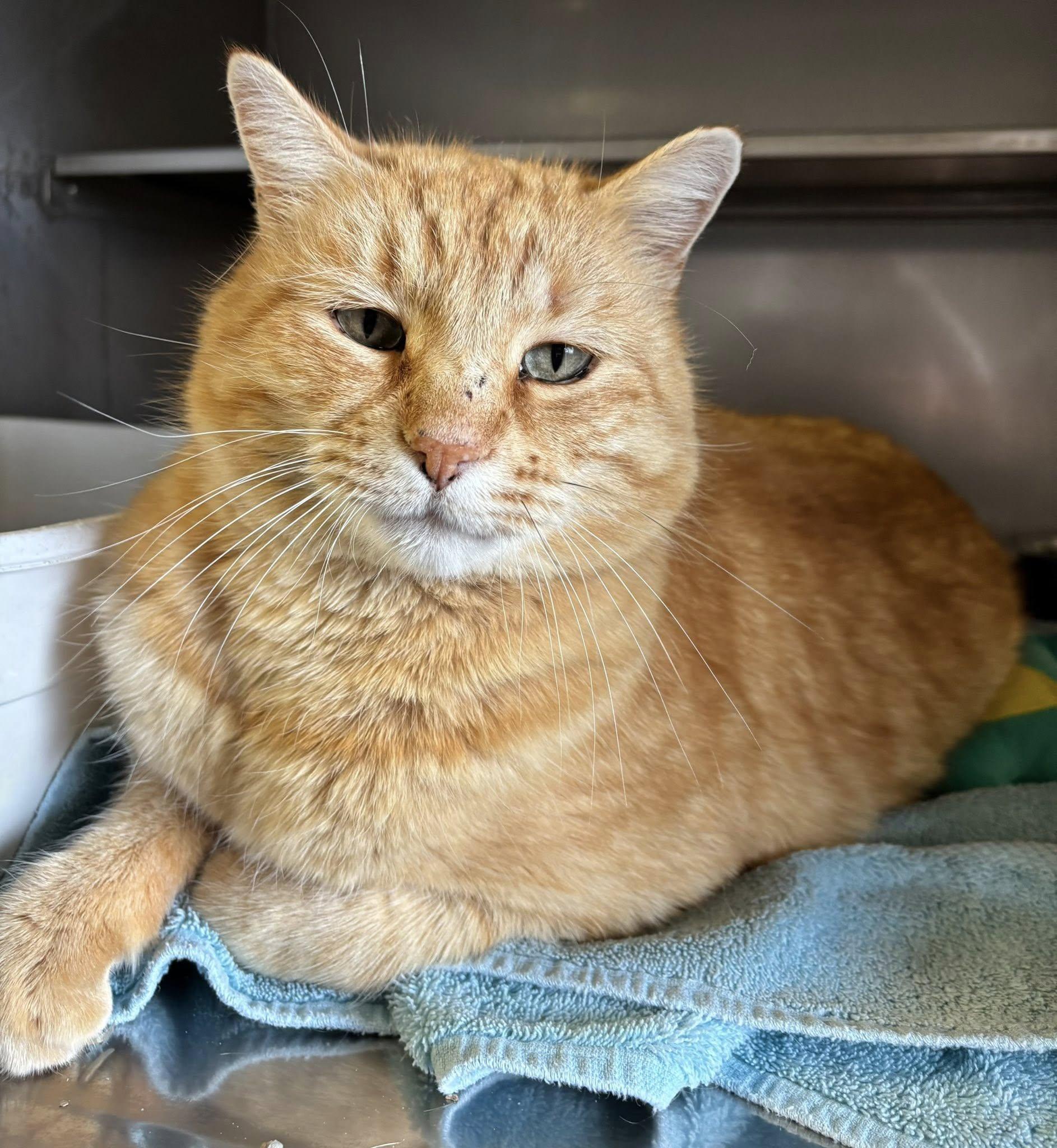 Carlos , a ADOPTABLE Domestic Short Hair in Montrose, CO image 1/5