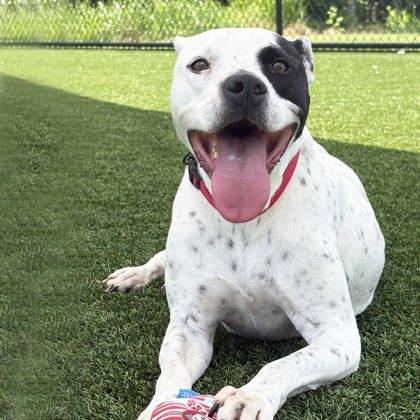 Enlarge JuJu, a Adoptable mixed breed in Atlanta, GA image 1/3