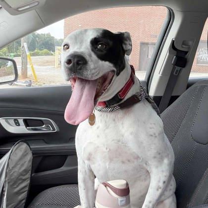 JuJu, a Adoptable mixed breed in Atlanta, GA image 1/3