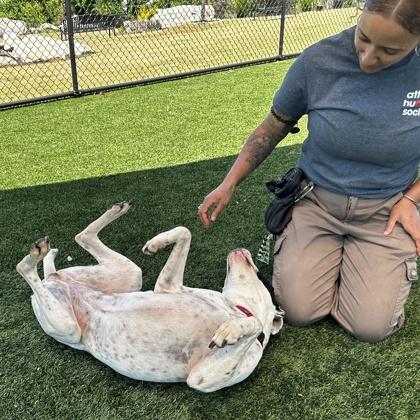 Enlarge JuJu, a Adoptable mixed breed in Atlanta, GA image 2/3