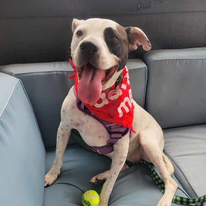 JuJu, a Adoptable mixed breed in Atlanta, GA image 2/3
