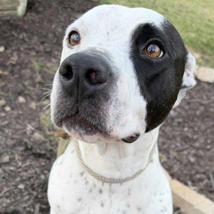 Enlarge JuJu, a Adoptable mixed breed in Atlanta, GA image 3/3