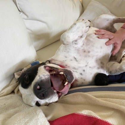 JuJu, a Adoptable mixed breed in Atlanta, GA image 3/3