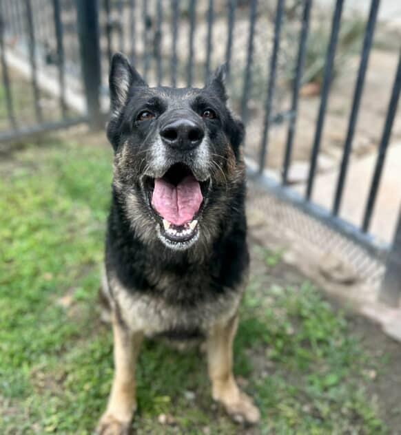 Nani, ADOPTABLE, Adult Female German Shepherd Dog.