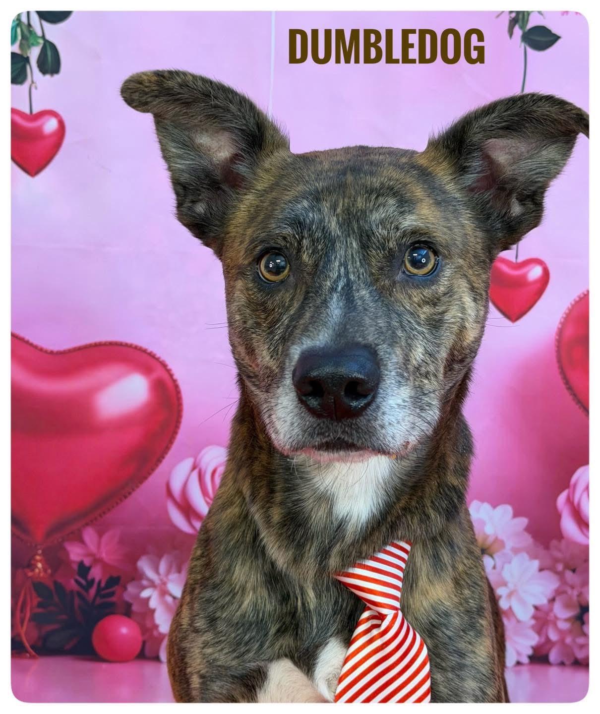 Dumbledog, adopted, Adult Male Mixed Breed.