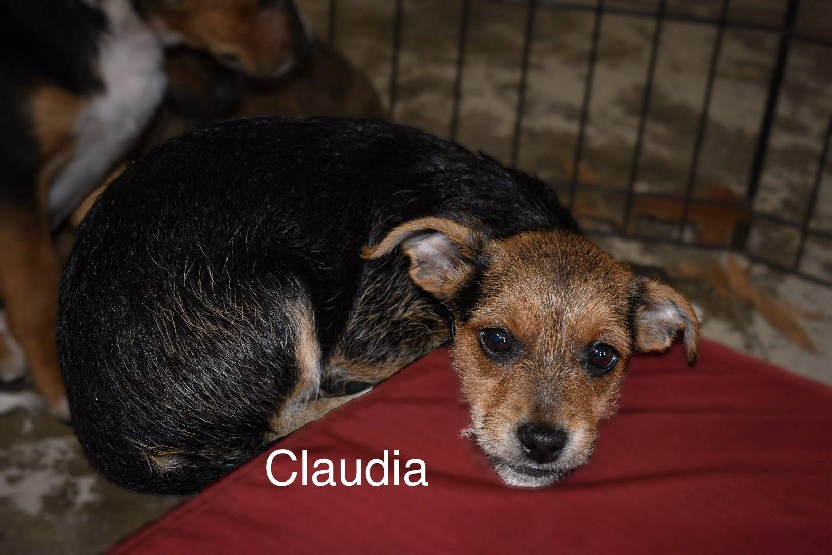 Claudia, Adoptable, Young Female Chihuahua.