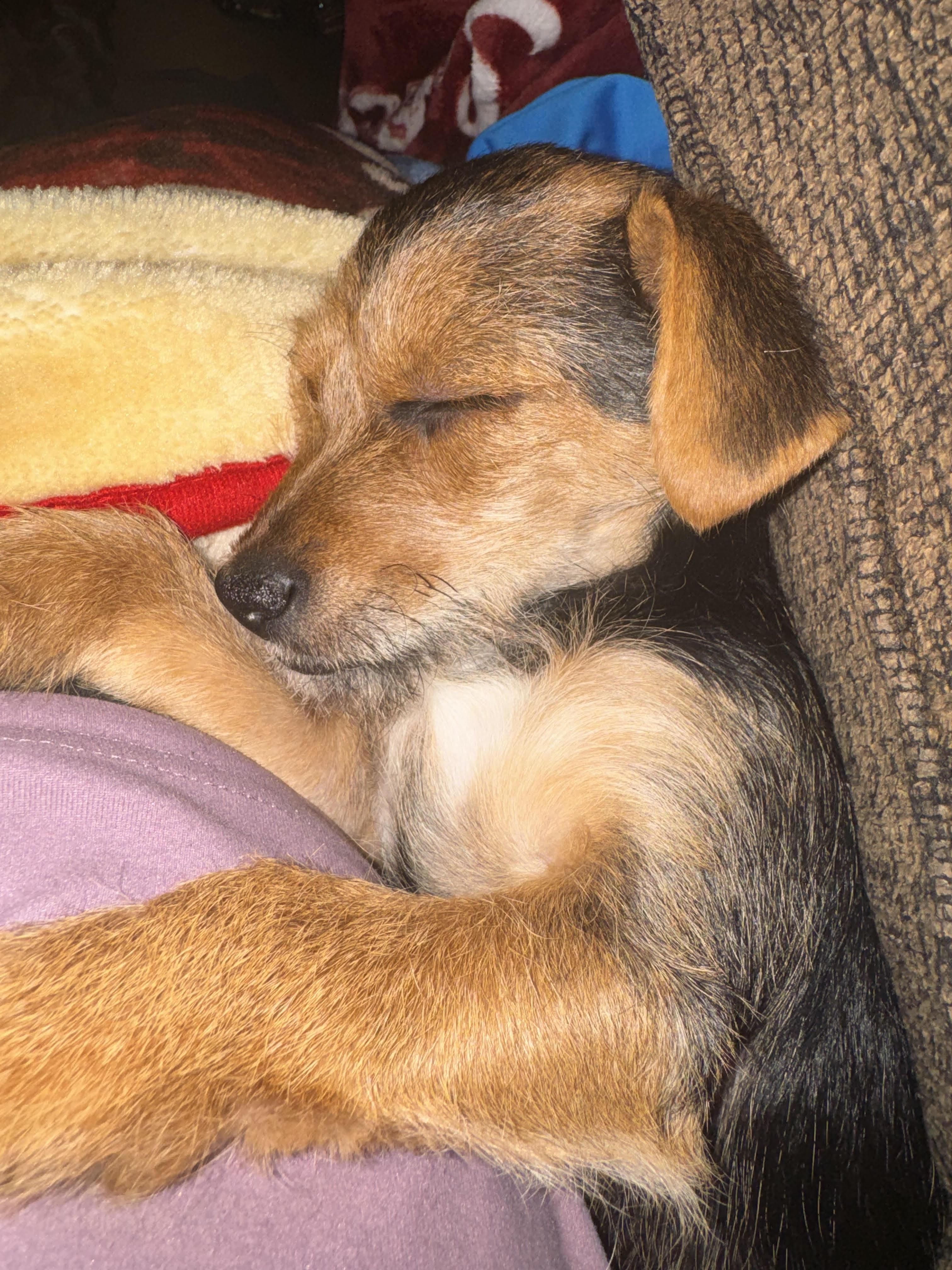 Enlarge Claudia, a Adoptable mixed breed in Matthews, NC image 3/4