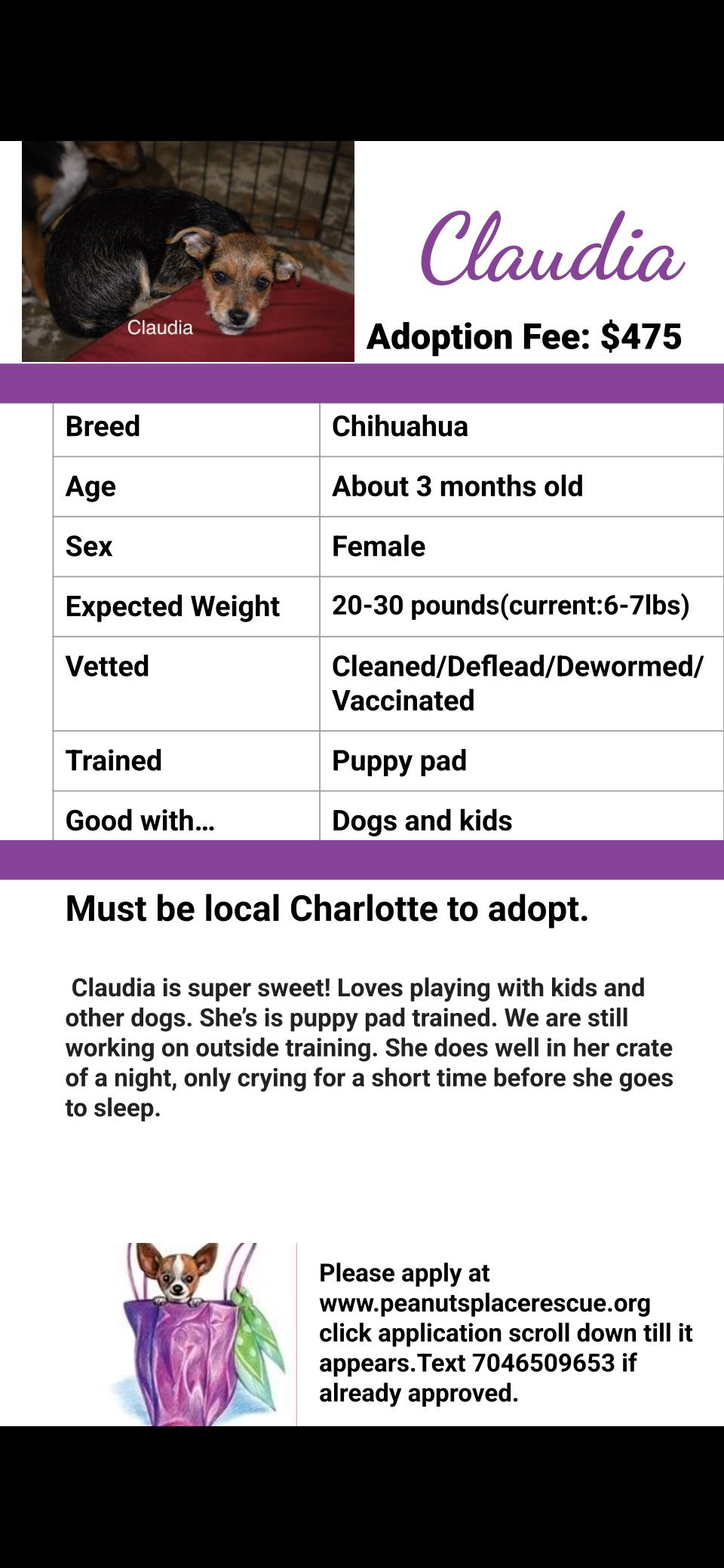 Enlarge Claudia, a Adoptable mixed breed in Matthews, NC image 4/4