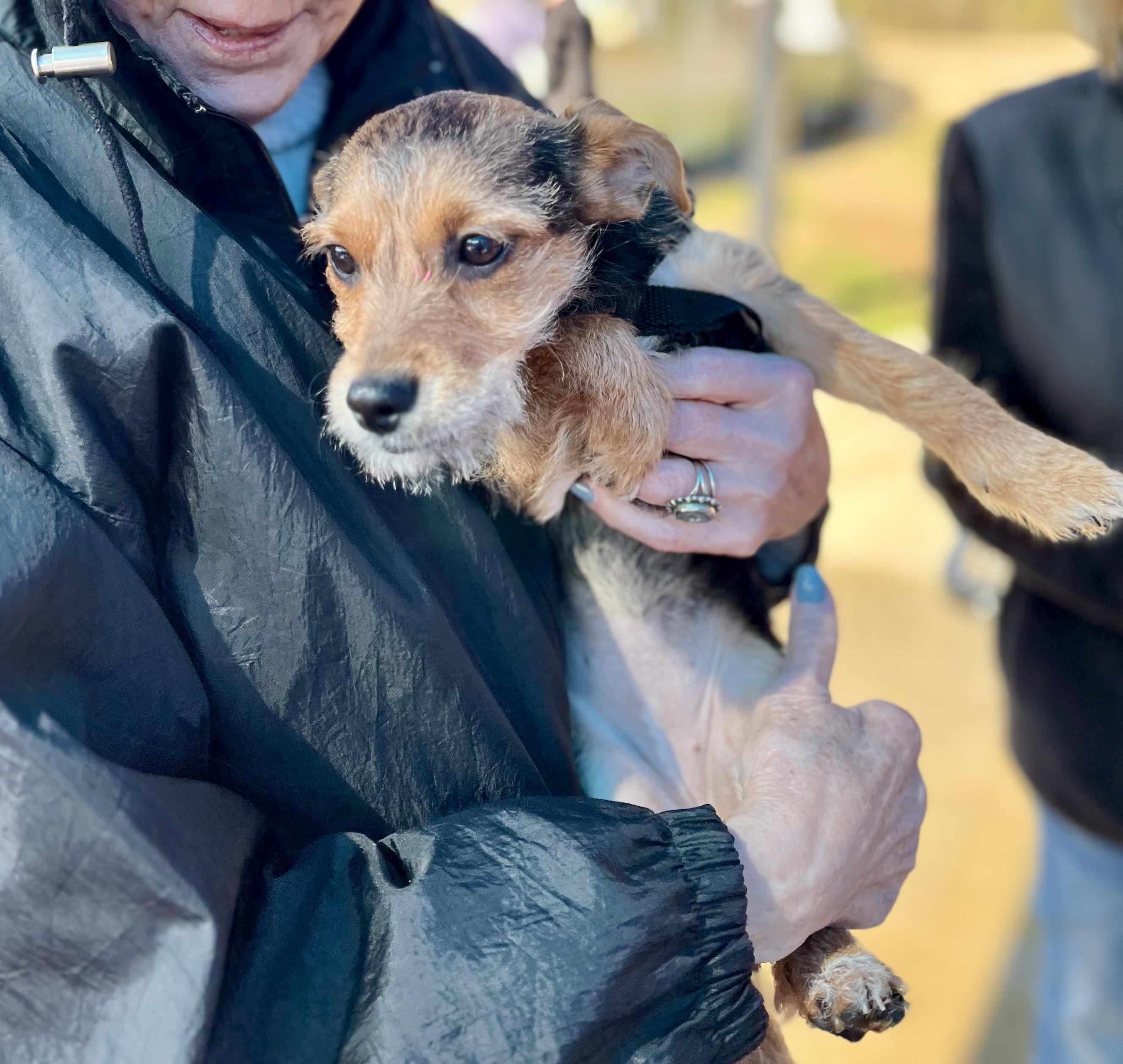 Claudia, Adoptable, Young Female Chihuahua.