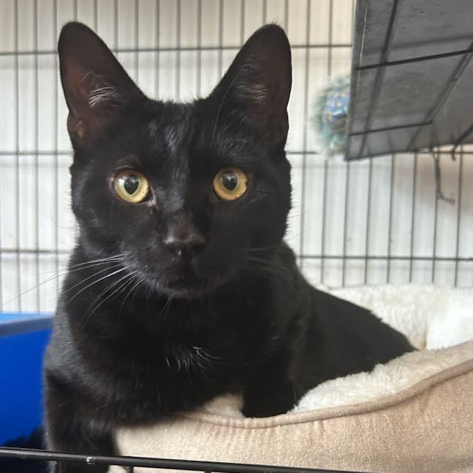 Dalton, Young Male Domestic Short Hair