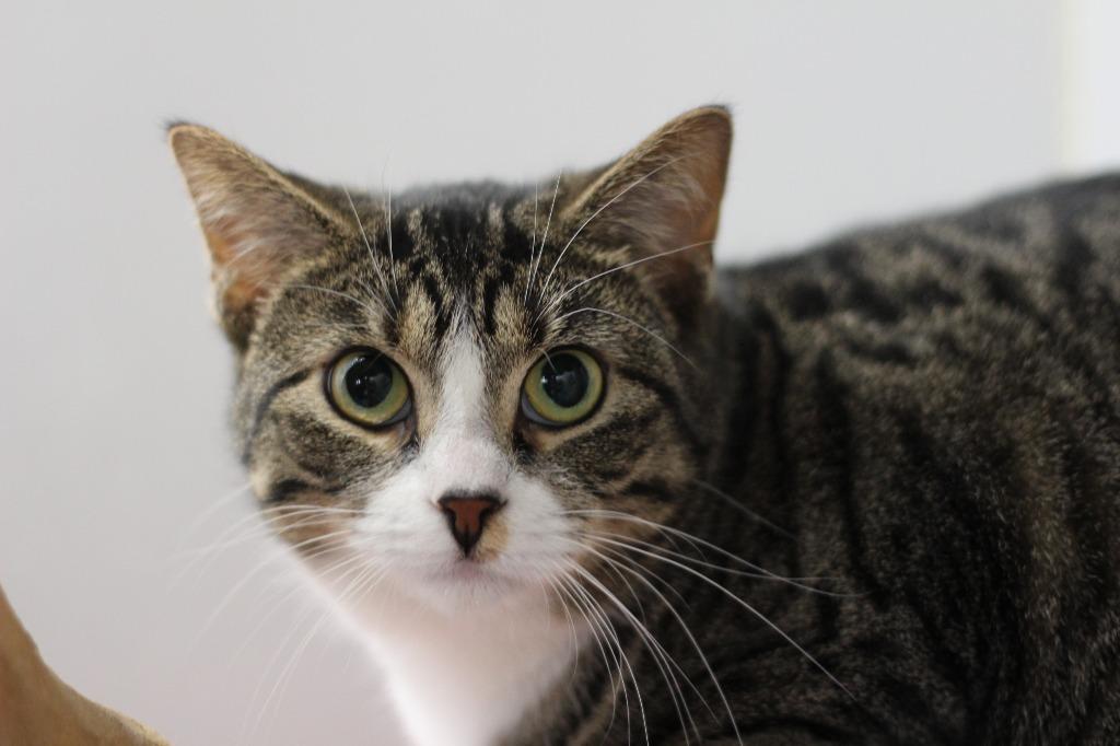 Masala (fee waived w/Cassia), Adoptable, Young Female Domestic Short Hair.