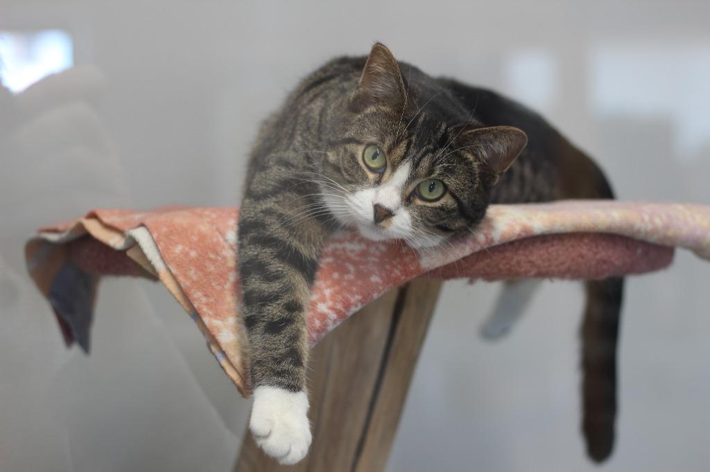 Enlarge Masala (fee waived w/Cassia), a Adoptable mixed breed in Rockford, IL image 2/5