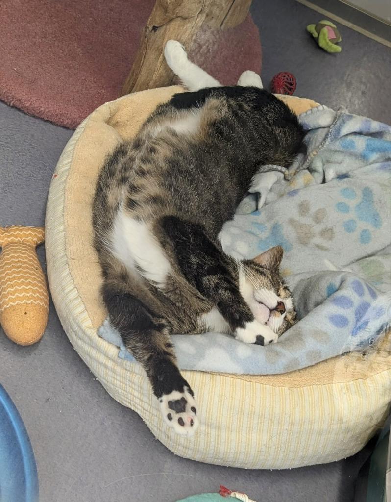 Enlarge Masala (fee waived w/Cassia), a Adoptable mixed breed in Rockford, IL image 4/4