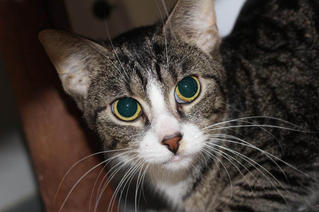 Enlarge Masala (fee waived w/Cassia), a Adoptable mixed breed in Rockford, IL image 4/5