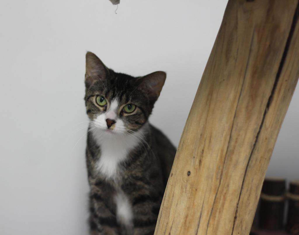 Enlarge Masala (fee waived w/Cassia), a Adoptable mixed breed in Rockford, IL image 5/5