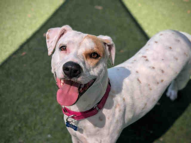 DEMI, Adoptable, Young Female Pit Bull Terrier.