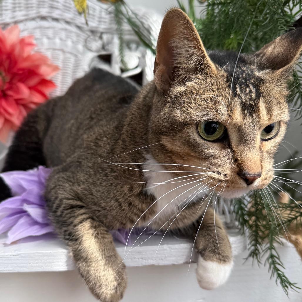 Enlarge North Wind 55983, a Adoptable Domestic Short Hair in Lansing, MI image 1/3