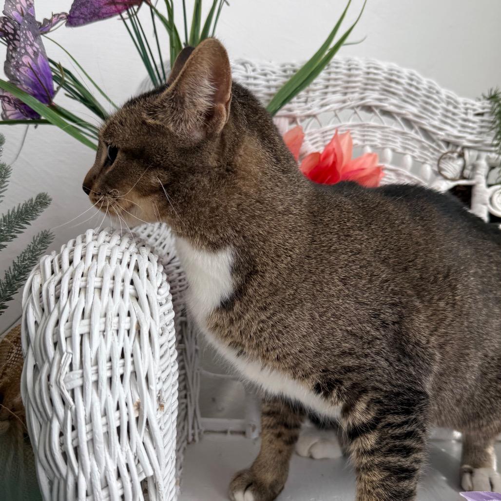 Enlarge North Wind 55983, a Adoptable Domestic Short Hair in Lansing, MI image 2/3