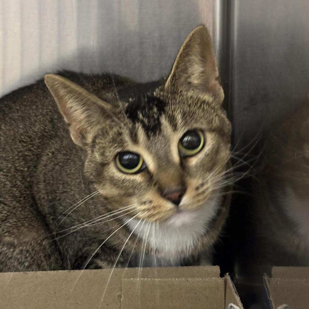 Enlarge North Wind 55983, a Adoptable Domestic Short Hair in Lansing, MI image 3/3