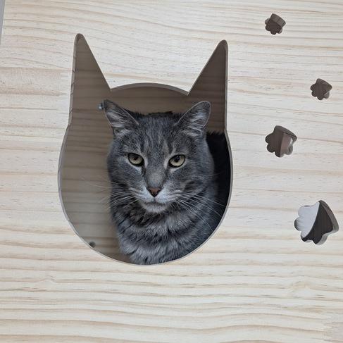 Quinta, Adoptable, Senior Female Domestic Short Hair.