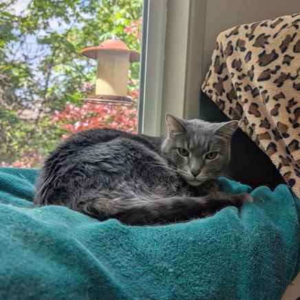 Enlarge Quinta, a Adoptable Domestic Short Hair in Portland, OR image 2/4