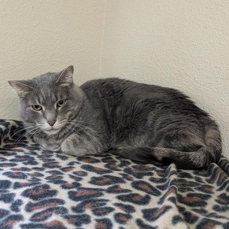 Enlarge Quinta, a Adoptable Domestic Short Hair in Portland, OR image 3/4