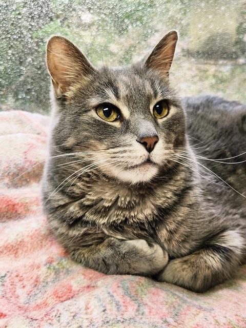 Enlarge Quinta, a Adoptable Domestic Short Hair in Portland, OR image 4/4