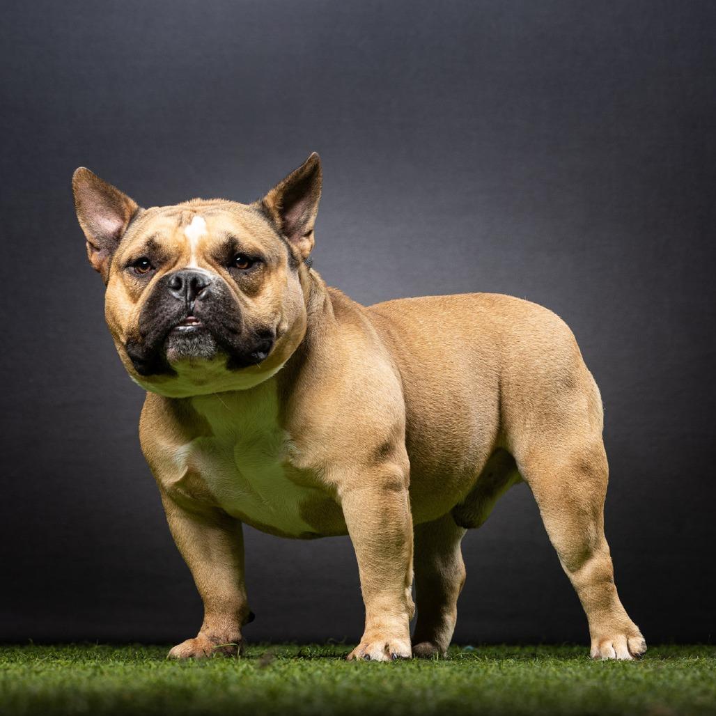 Paco, a Adoptable mixed breed in Jupiter, FL image 2/6