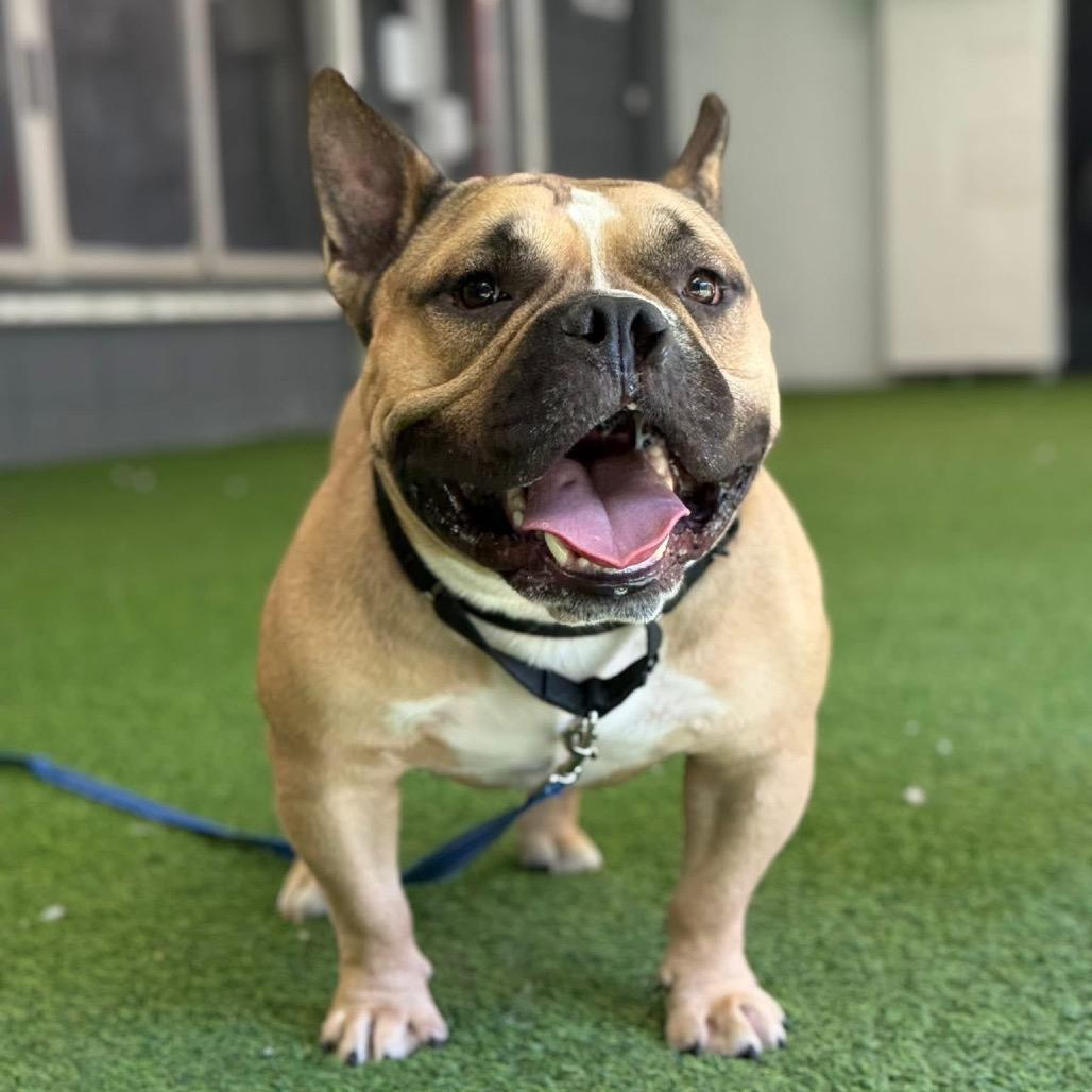 Paco — thumbnail 2