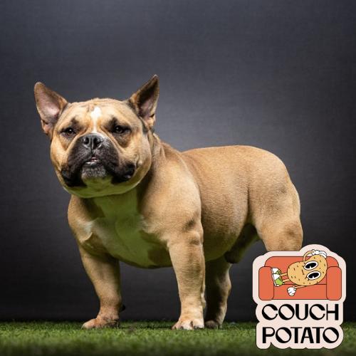 Paco, a Adoptable mixed breed in Jupiter, FL image 4/6