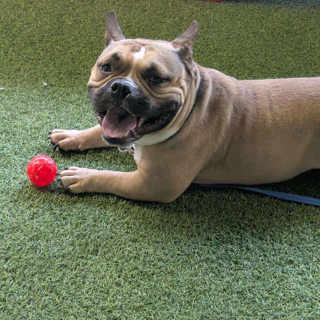 Paco, a Adoptable mixed breed in Jupiter, FL image 5/6