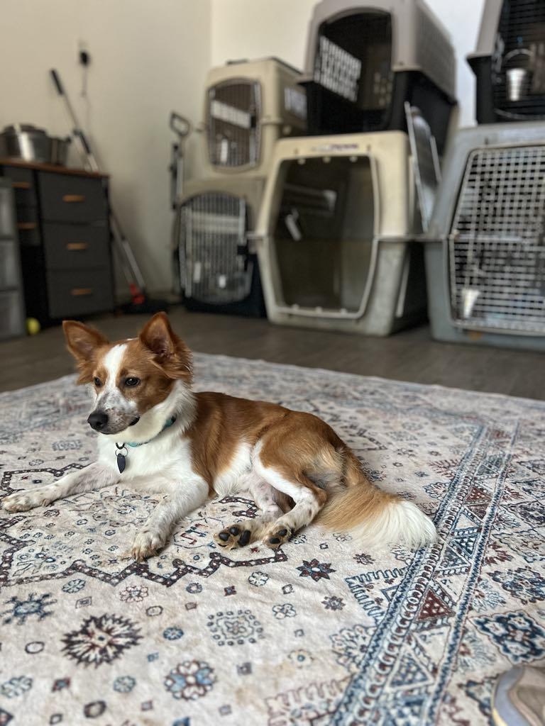 Enlarge Fitz, a Adopted mixed breed in Itasca, TX image 4/5