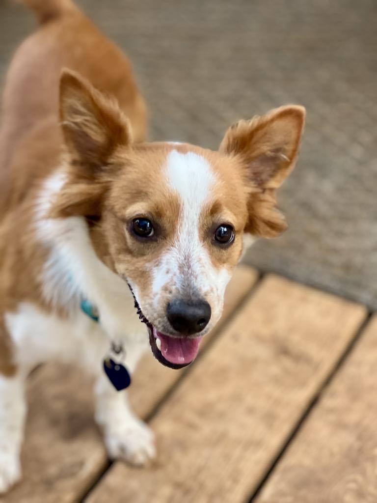 Enlarge Fitz, a Adopted mixed breed in Itasca, TX image 1/5