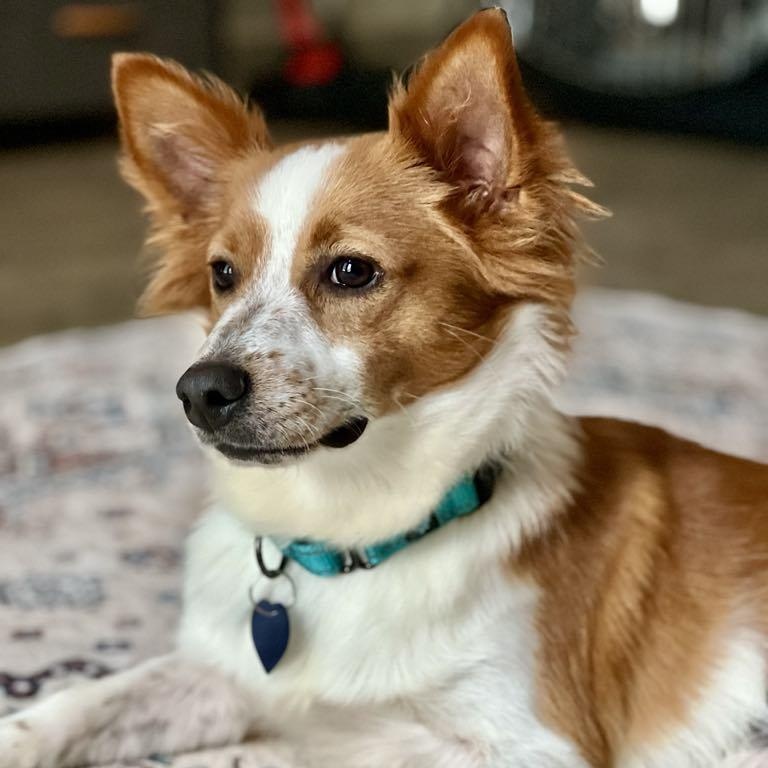 Enlarge Fitz, a Adopted mixed breed in Itasca, TX image 2/5