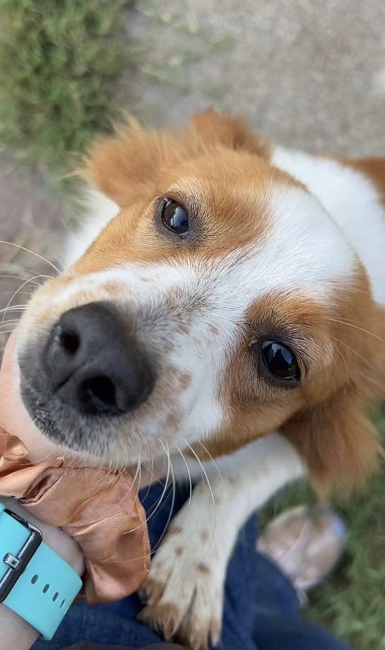Enlarge Fitz, a Adopted mixed breed in Itasca, TX image 3/5