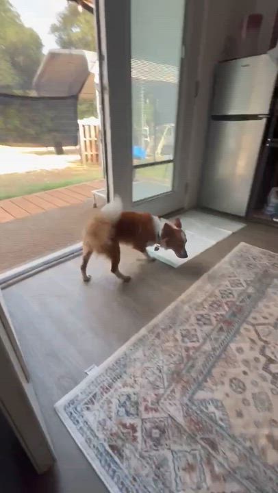 Enlarge Fitz, a Adopted mixed breed in Itasca, TX video 5/5