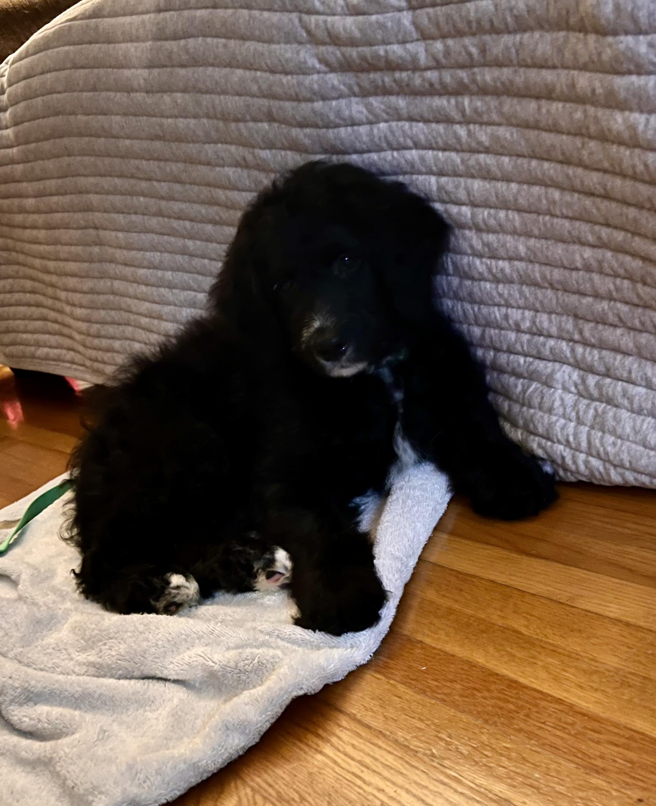 Enlarge Pricilla, a Adoptable mixed breed in Crookston, MN image 1/2