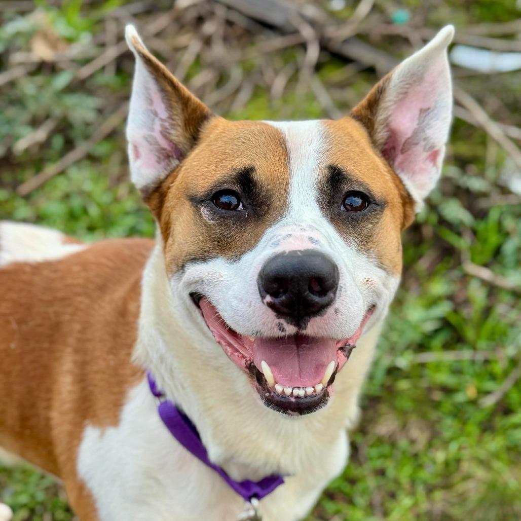 Enlarge Flint, a Adoptable Mixed Breed in Tacoma, WA image 1/1
