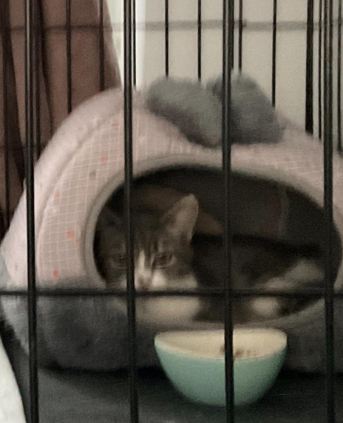 Enlarge Poupée, a Adopted Domestic Short Hair in Saint-Jacques, QC image 1/1