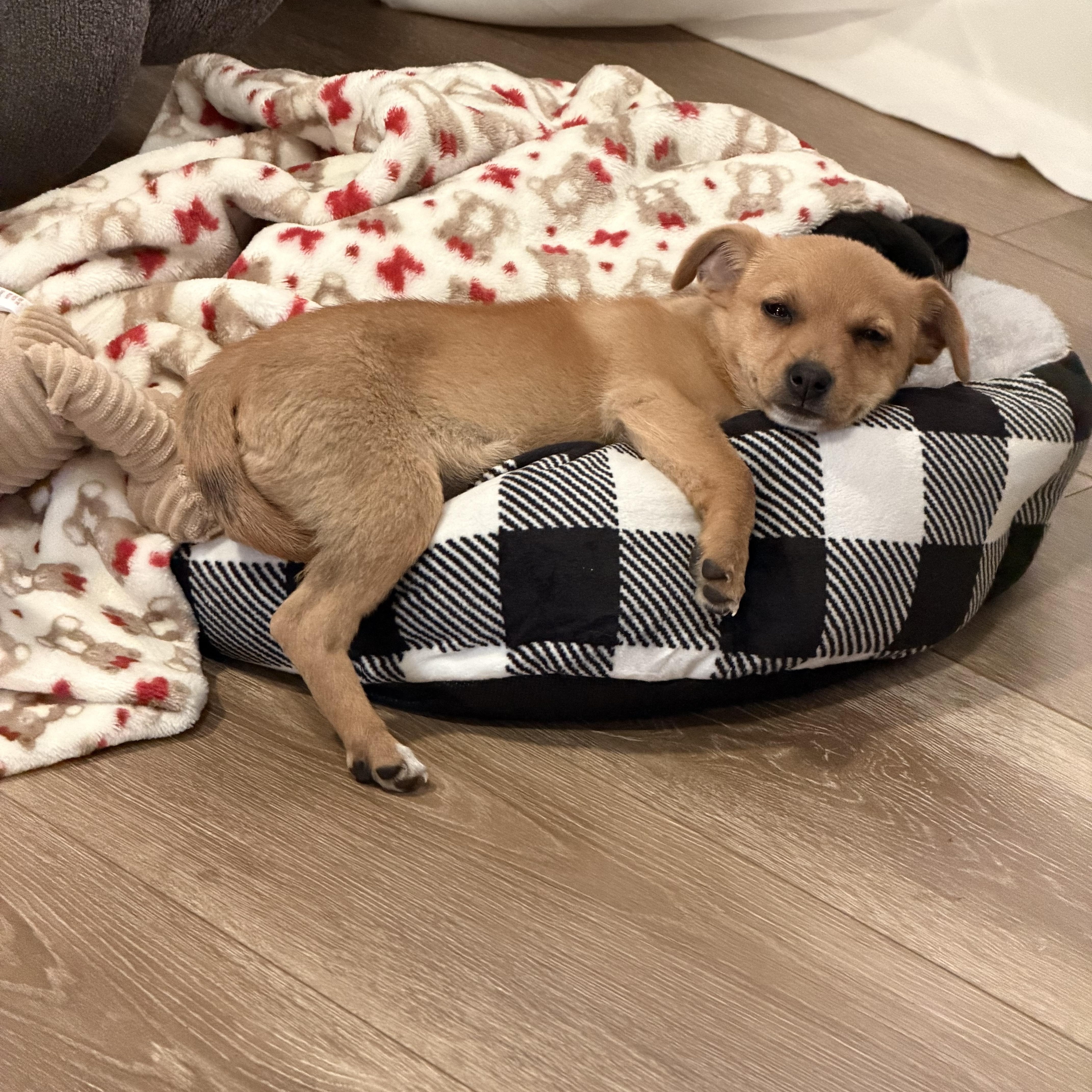 Canela, adoptable, Puppy Female Miniature Dachshund.