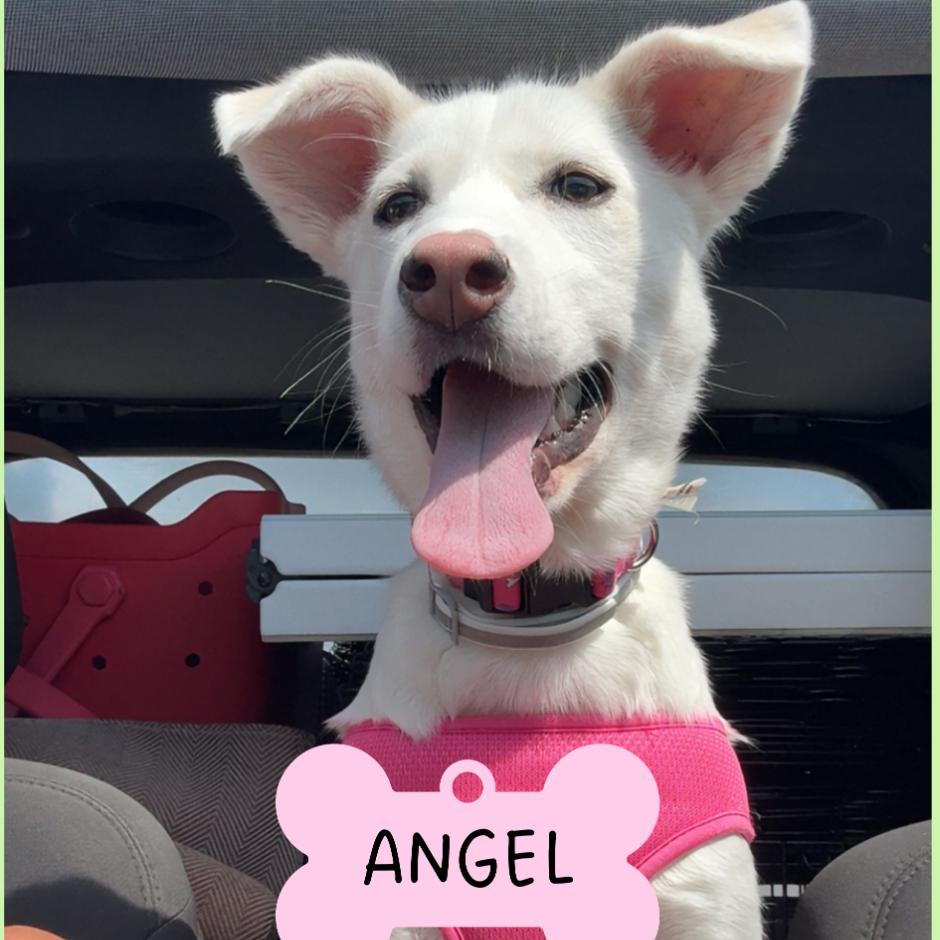 Angel, Adoptable, Puppy Female Husky & Mixed Breed.