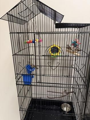 Finch 14, Adoptable, Adult Female Finch.