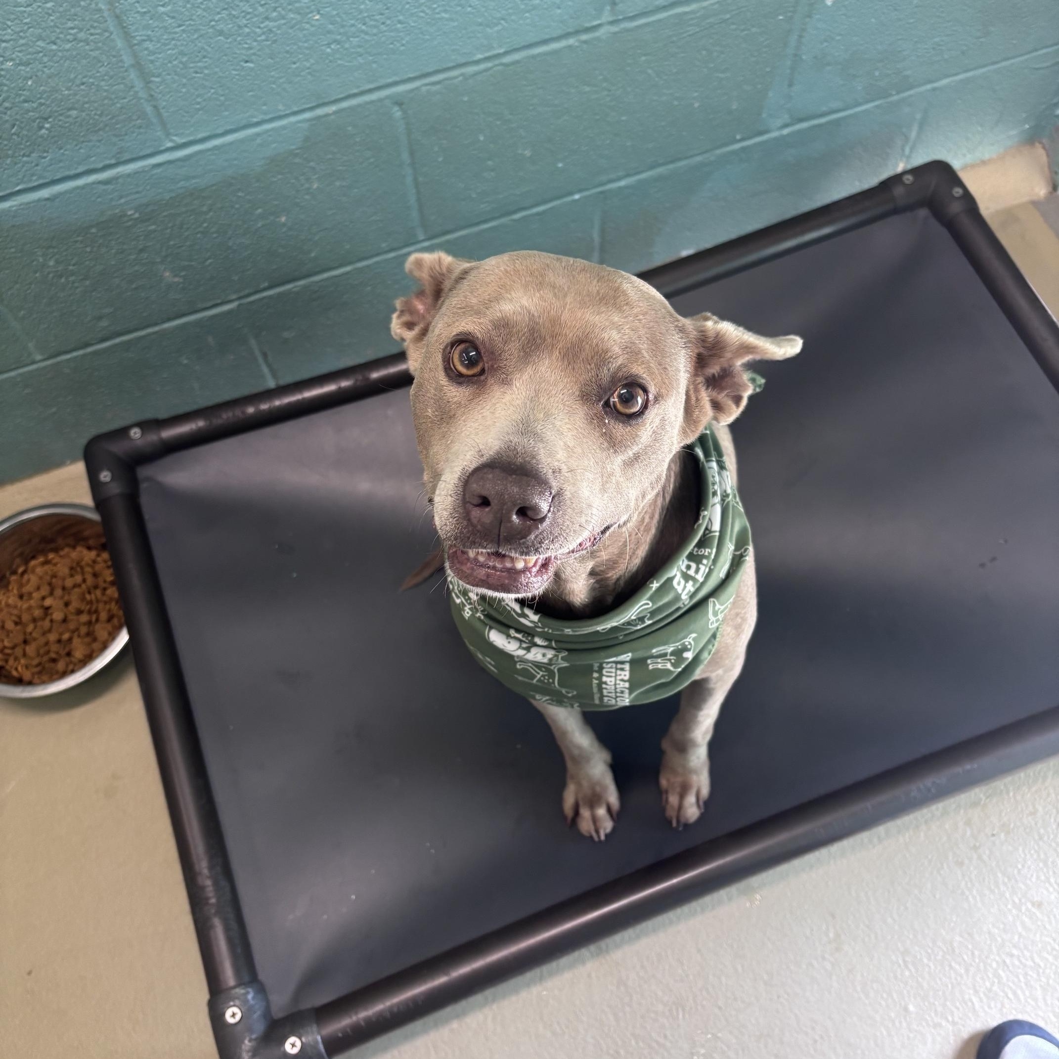 Enlarge Clementine, a ADOPTABLE mixed breed in Marion, NC image 5/5