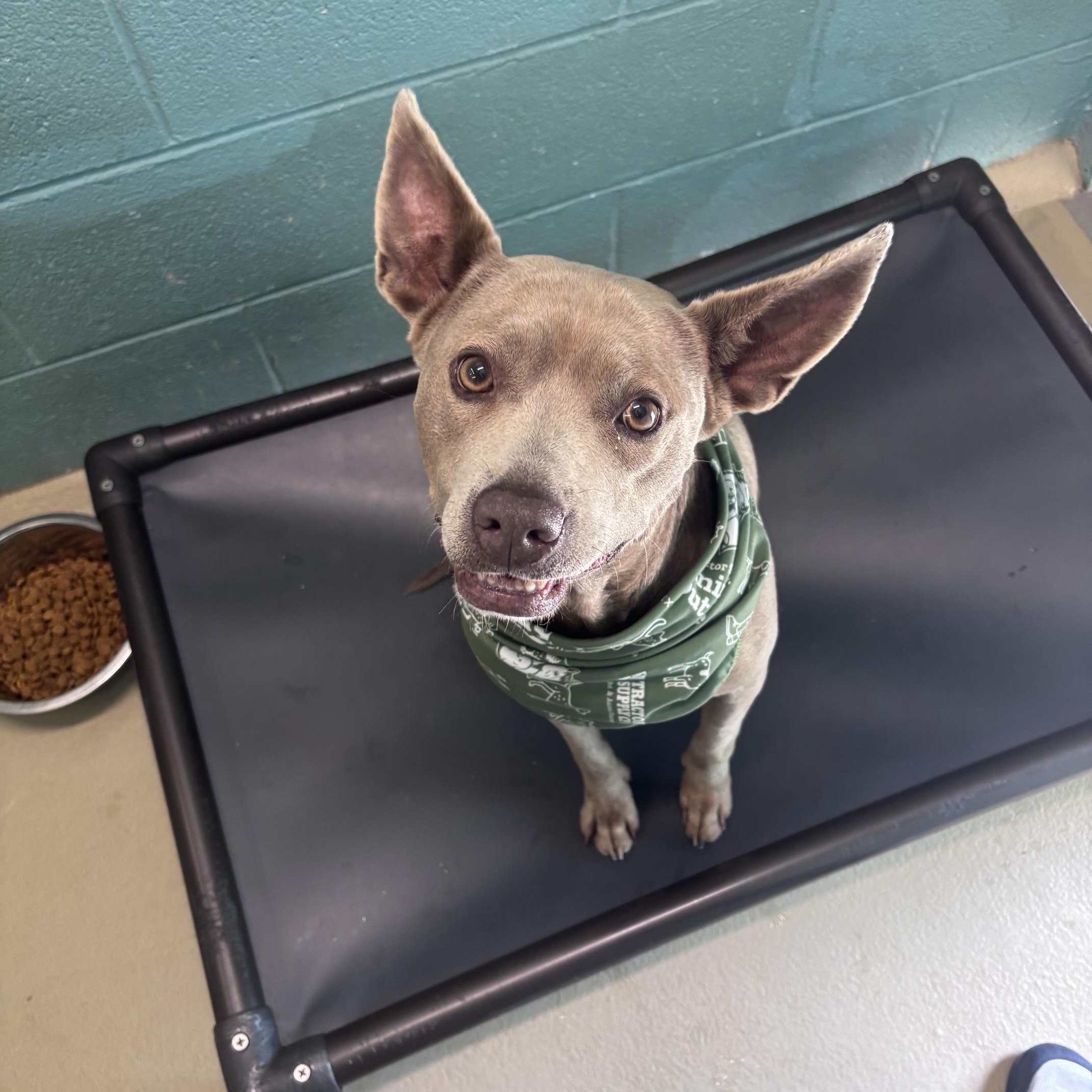Clementine, ADOPTABLE, Adult Female Mixed Breed.
