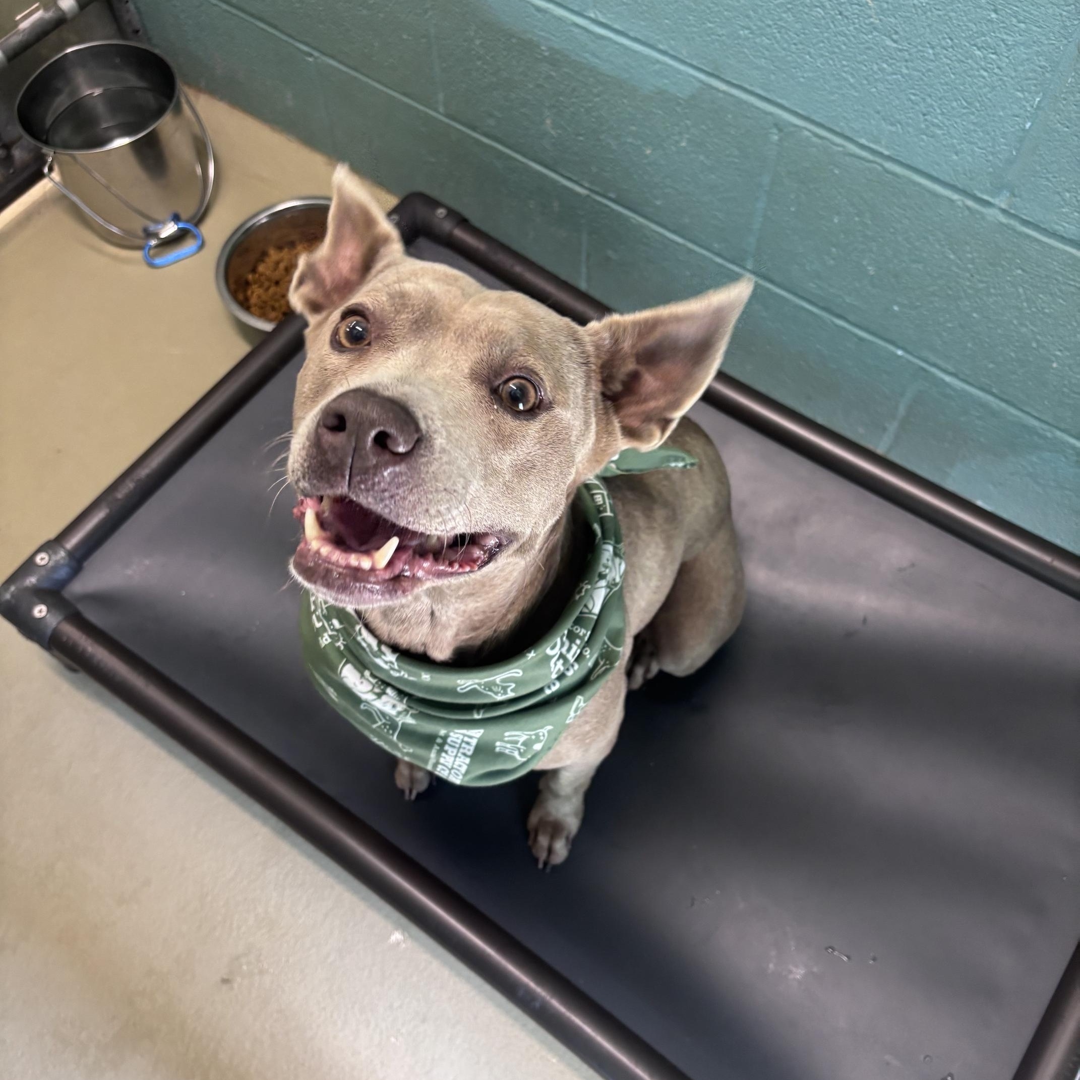 Enlarge Clementine, a ADOPTABLE mixed breed in Marion, NC image 3/5